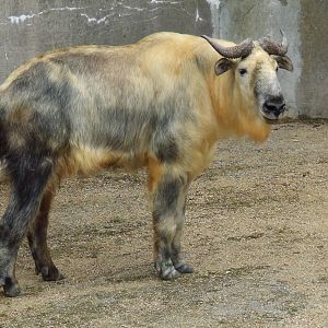 Sichuan Takin