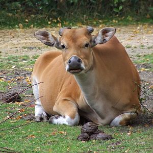 Banteng cow