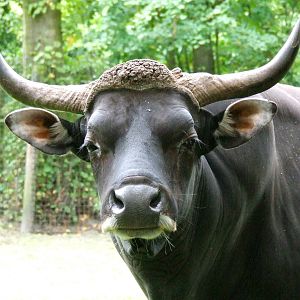 Banteng bull
