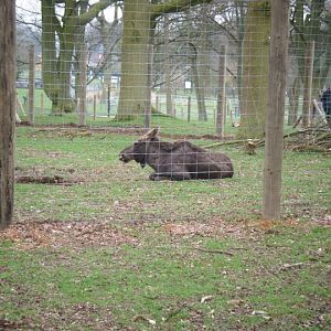 wild wild whipsnade