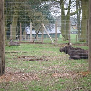 wild wild whipsnade