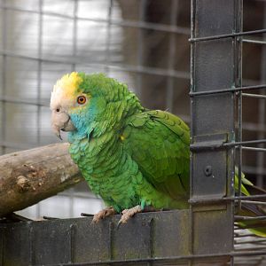 Yellow Shoulder Amazon