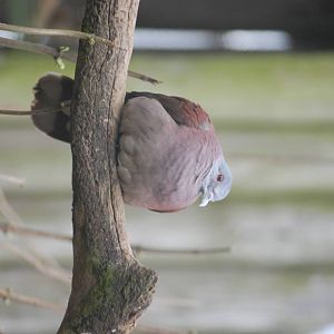 Madagascan Turtle Dove