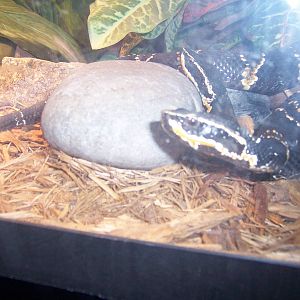 Reptile House