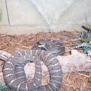 Reptile House