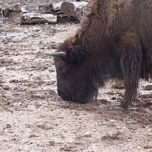 Bison