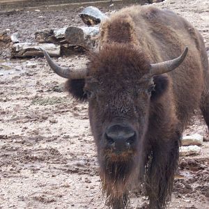 Bison