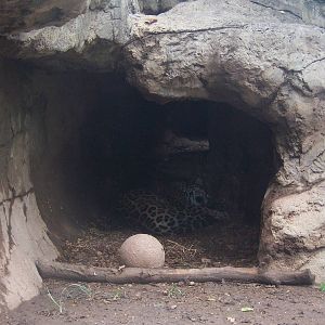 Jaguar