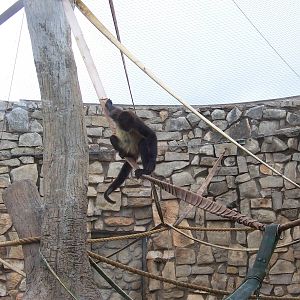 Spider Monkeys