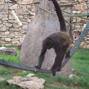 Spider Monkeys