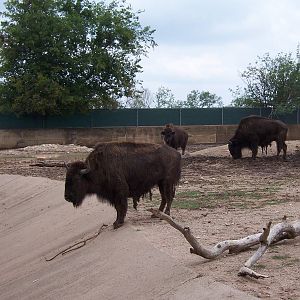 Bison