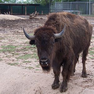 Bison