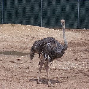 Ostrich
