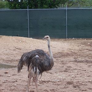 Ostrich