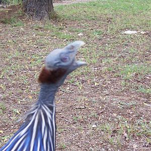 Vulturine Guinea Fowl