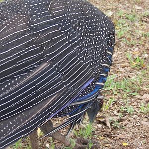 Vulturine Guinea Fowl