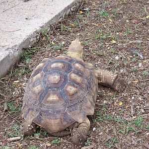 Tortoise