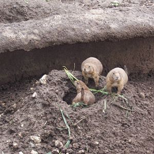 Prairie Dog