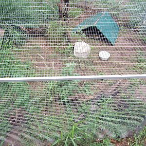 Attwater's Prairie Chicked