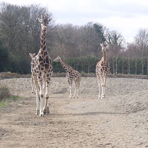 Giraffes