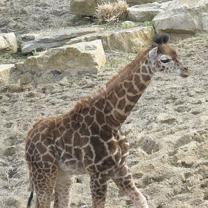 Baby giraffe