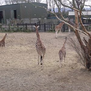 Giraffes