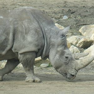 White Rhino