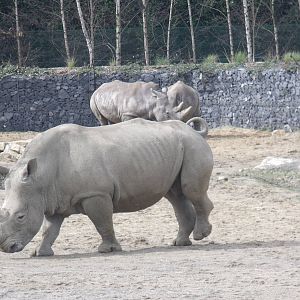 White Rhino