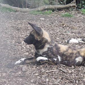 African Wild Dog