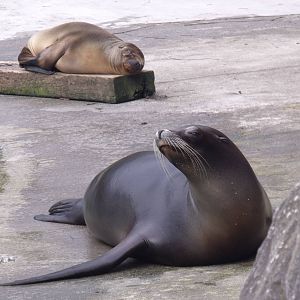 Californian Sea lions