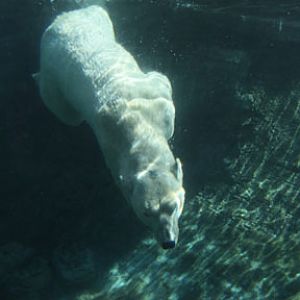 The New Polar Bear Plunge