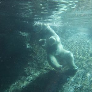 The New Polar Bear Plunge