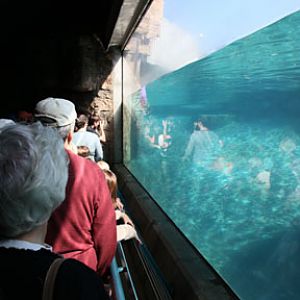 The New Polar Bear Plunge