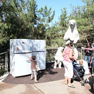 The New Polar Bear Plunge