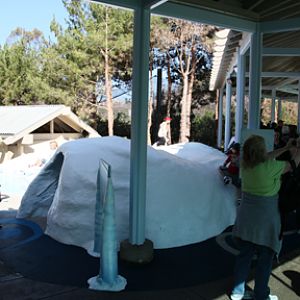 The New Polar Bear Plunge