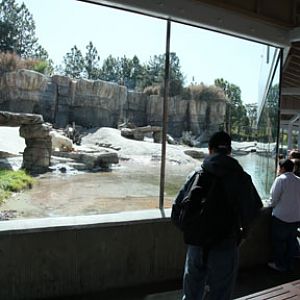 The New Polar Bear Plunge