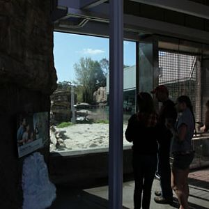 The New Polar Bear Plunge