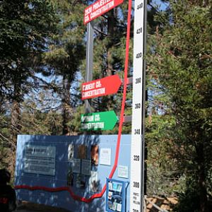 The New Polar Bear Plunge