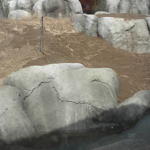 Giants of the Savanna - Lion exhibit