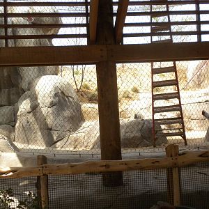 Giants of the Savanna - Predator training area