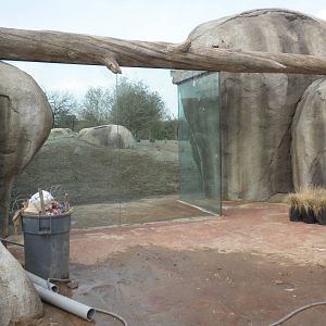 Giants of the Savanna - Cheetah exhibit