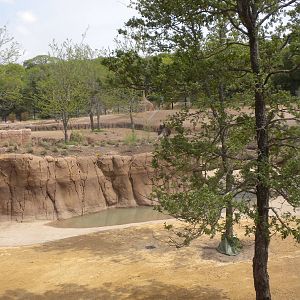 Giants of the Savanna - Giraffe feeding station