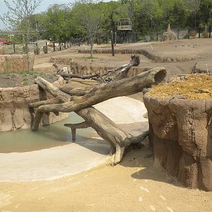 Giants of the Savanna - Giraffe feeding area and North Habitat