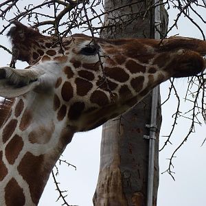 Reticulated Giraffe