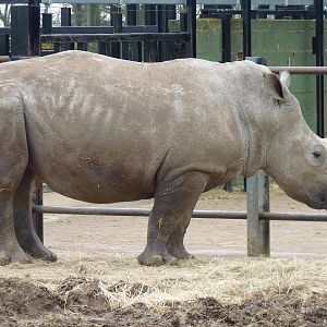White Rhino