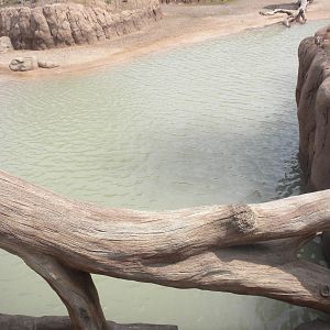 Giants of the Savanna - elephant water hole in South Habitat