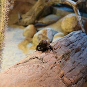 Ecosystems - April 5, 2010