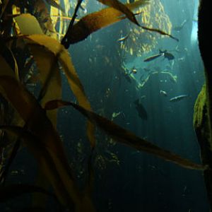 Ecosystems - April 5, 2010