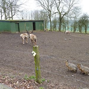 Reindeer Paddock