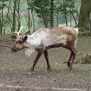 Reindeer